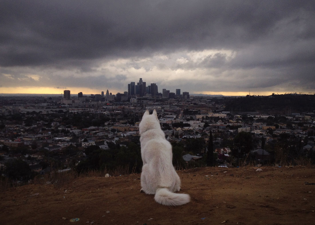 wolf-hauteurs-los-angeles
