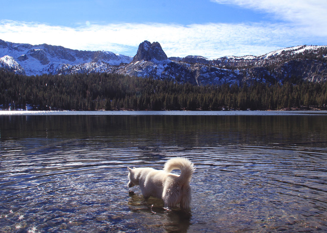wolf-patauge-eau-lake-mary