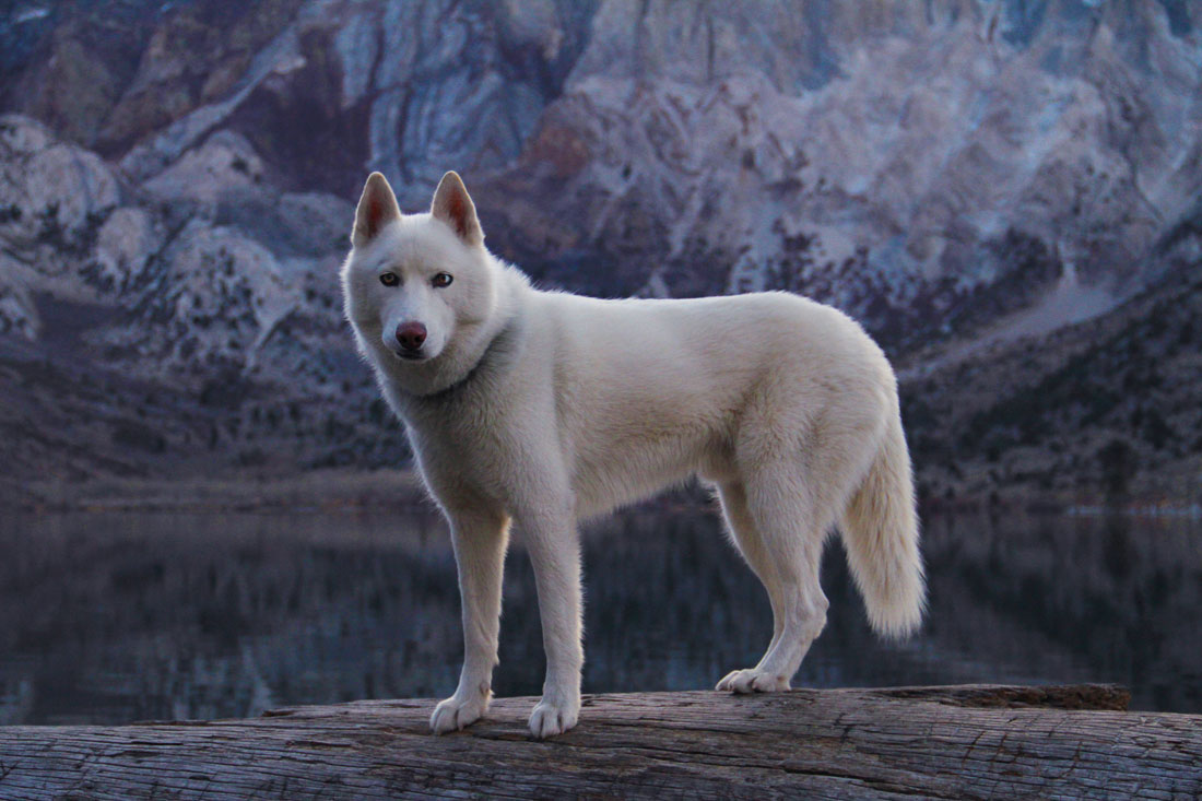 wolf-pose-bord-convict-lake
