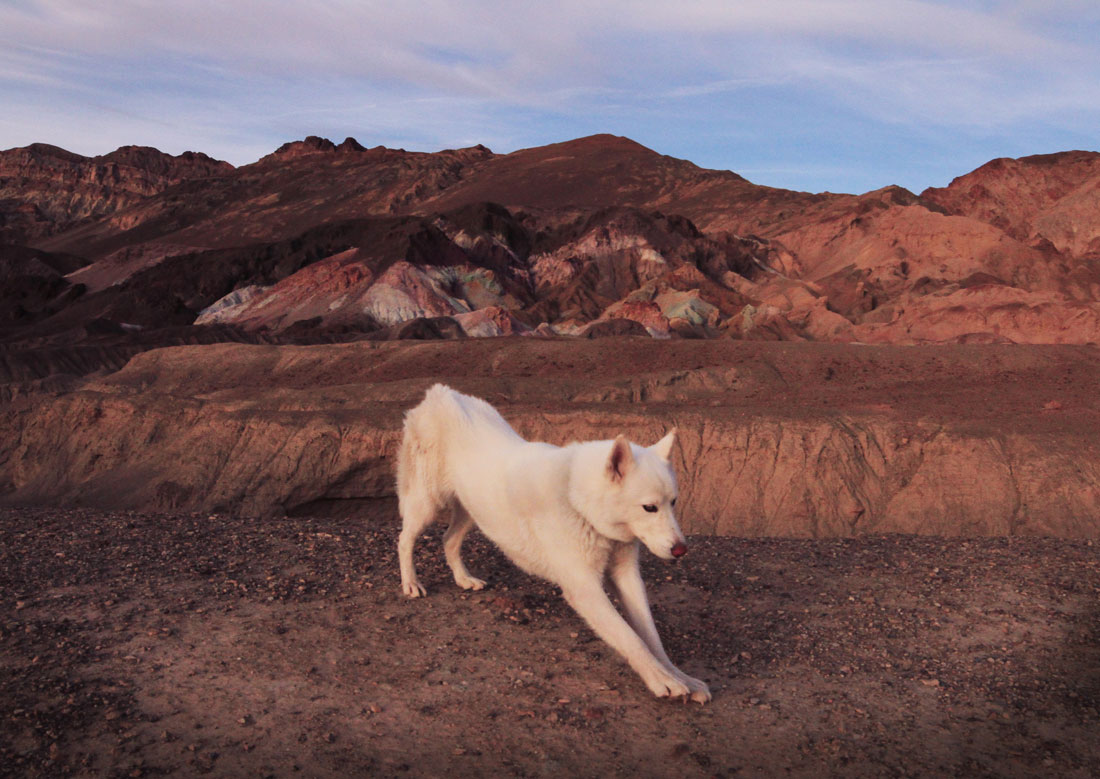 wolf-setire-dans-desert