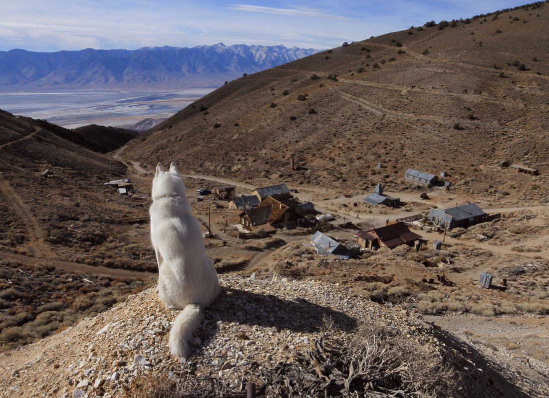 wolf-surplombe-cerro-gordo