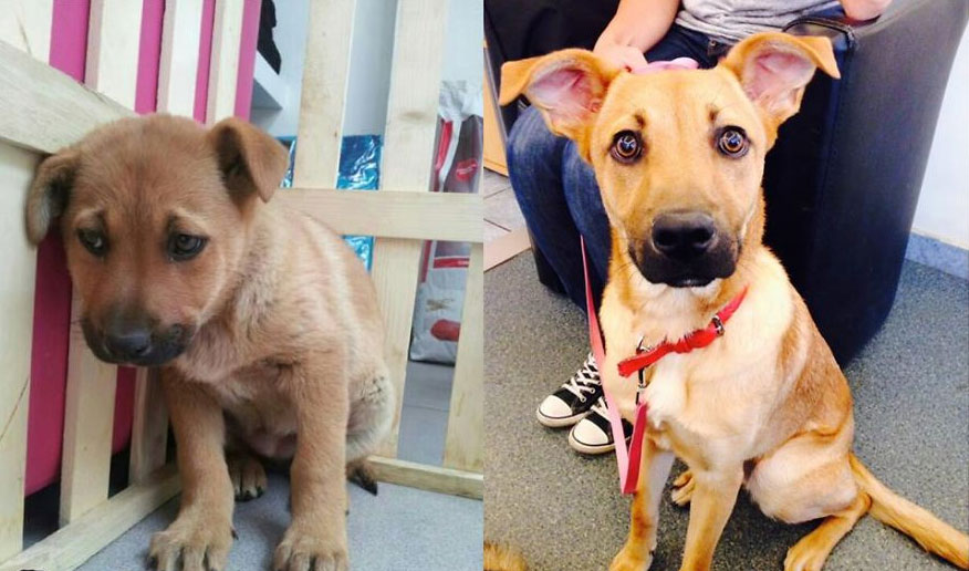 adoption-Bumble-Bee