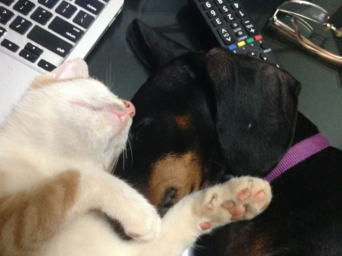 chien-chat-heureux