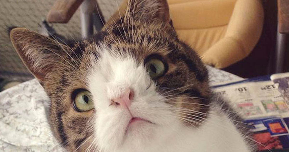 Monty-mignon-petit-chat