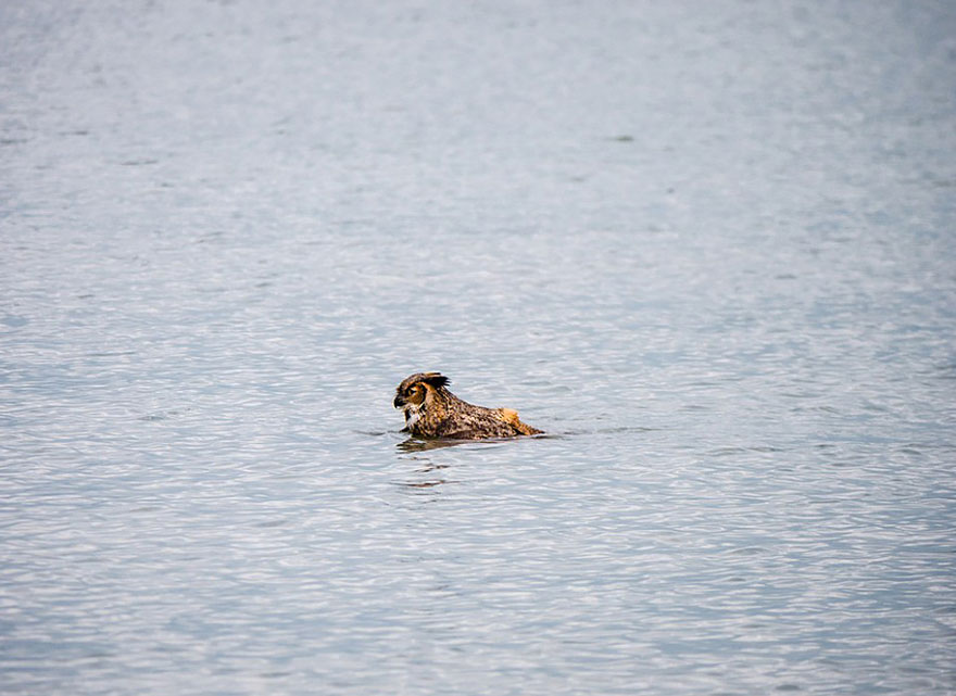 Photo-Hiboux-Eau-Nage-