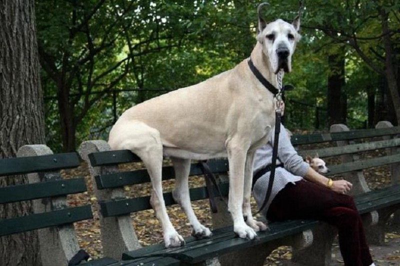 banc