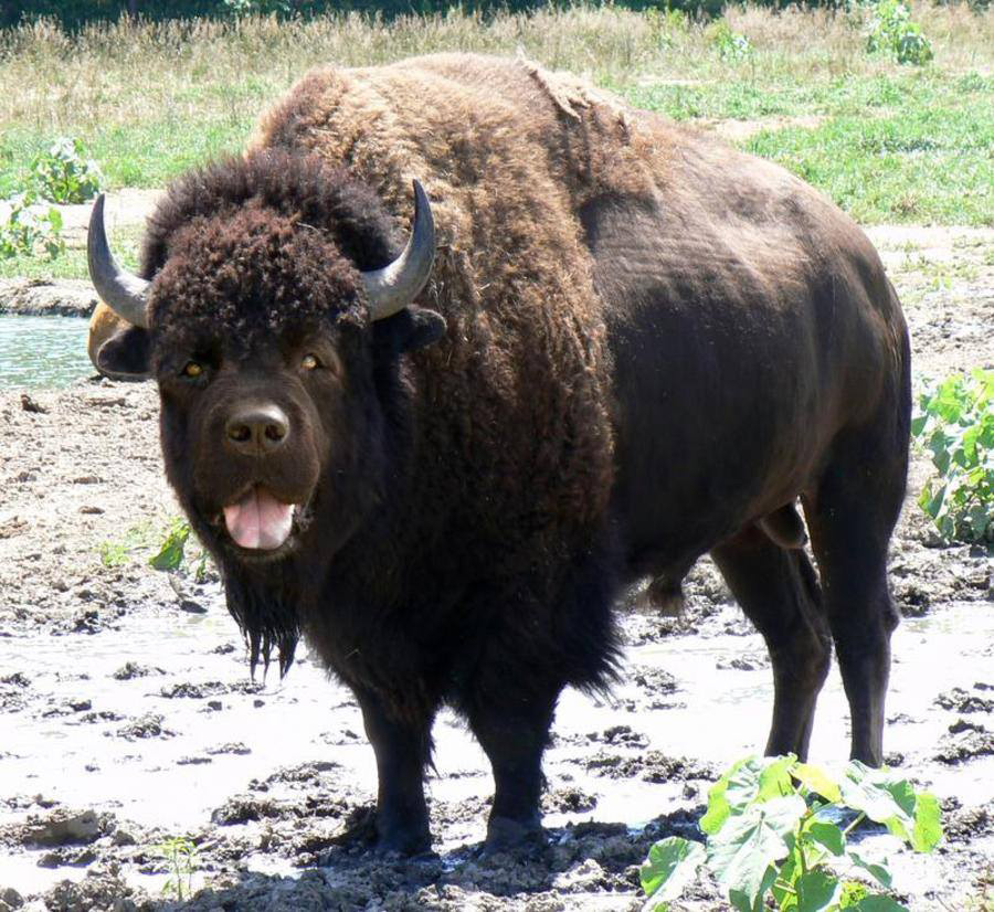 bison-chien