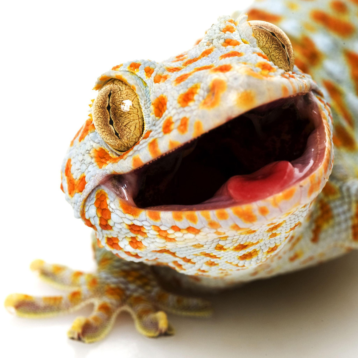 bonjour