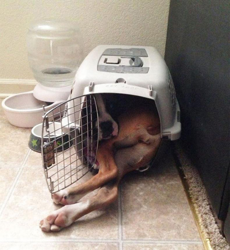 cage