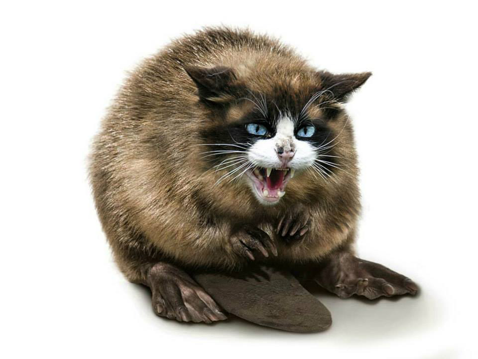 castor-chat