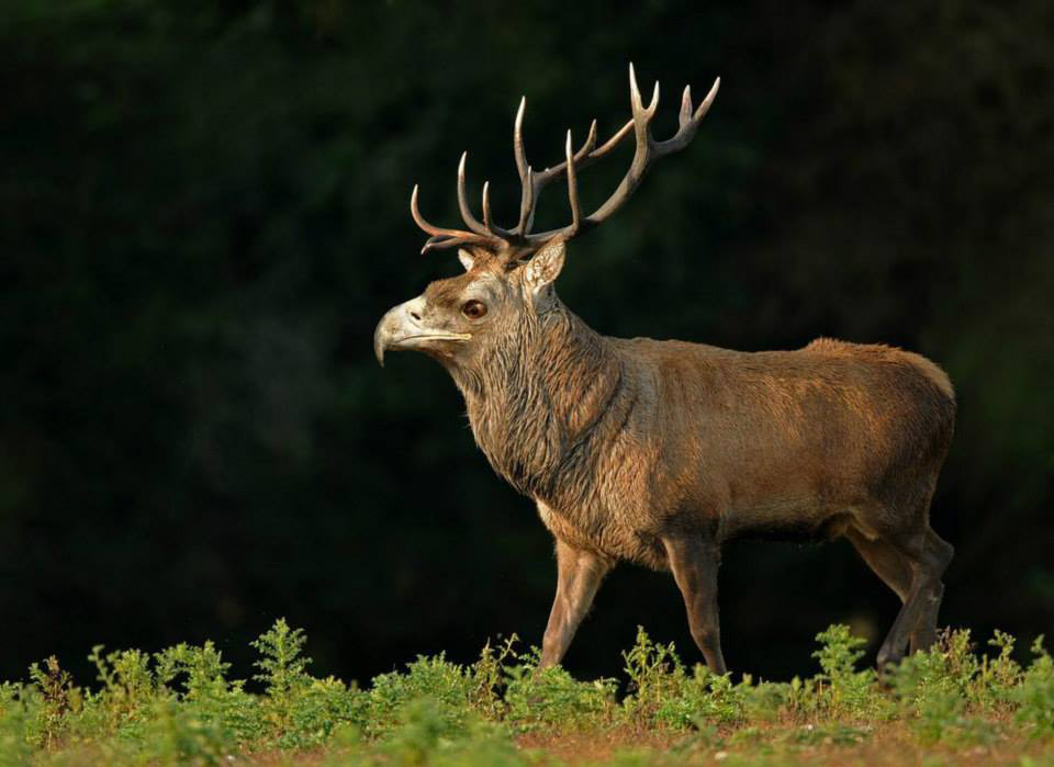 cerf-aigle