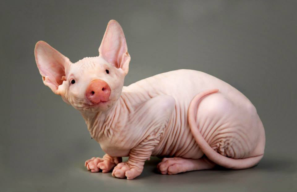chat-cochon