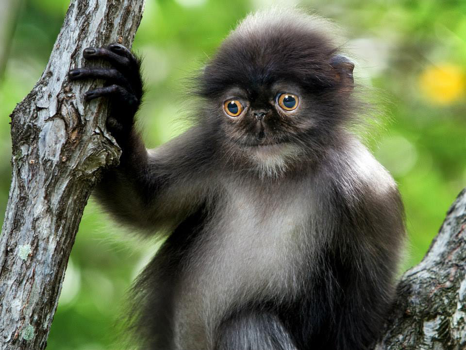 chat-singe