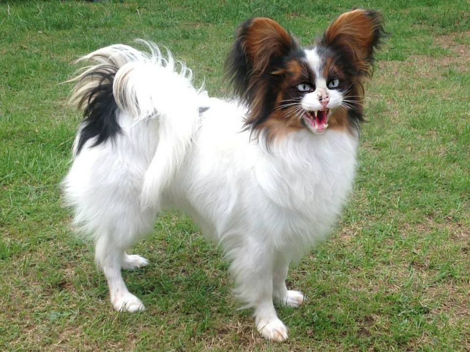 chien-chat