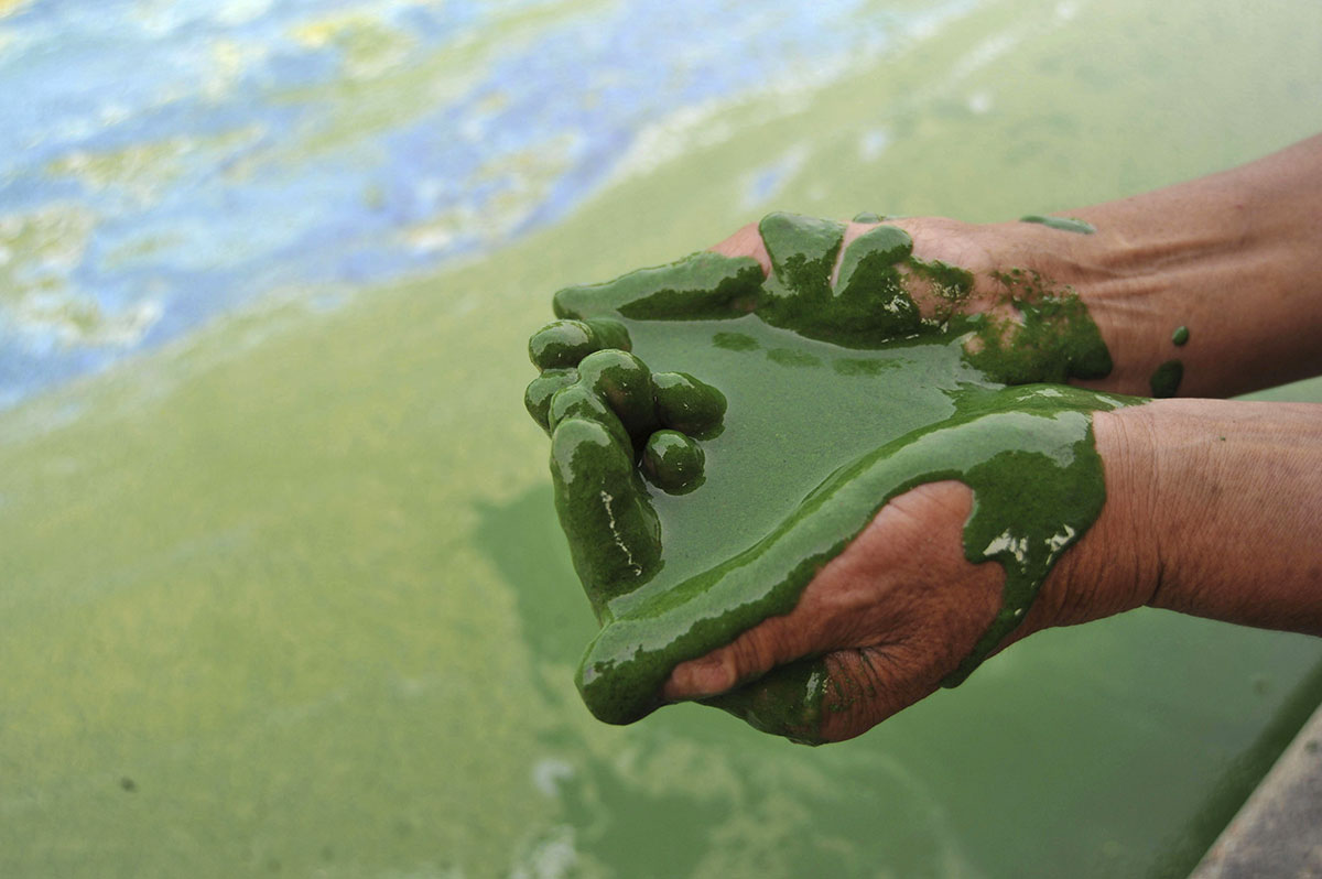 chine-pollution-eau-verte-mains