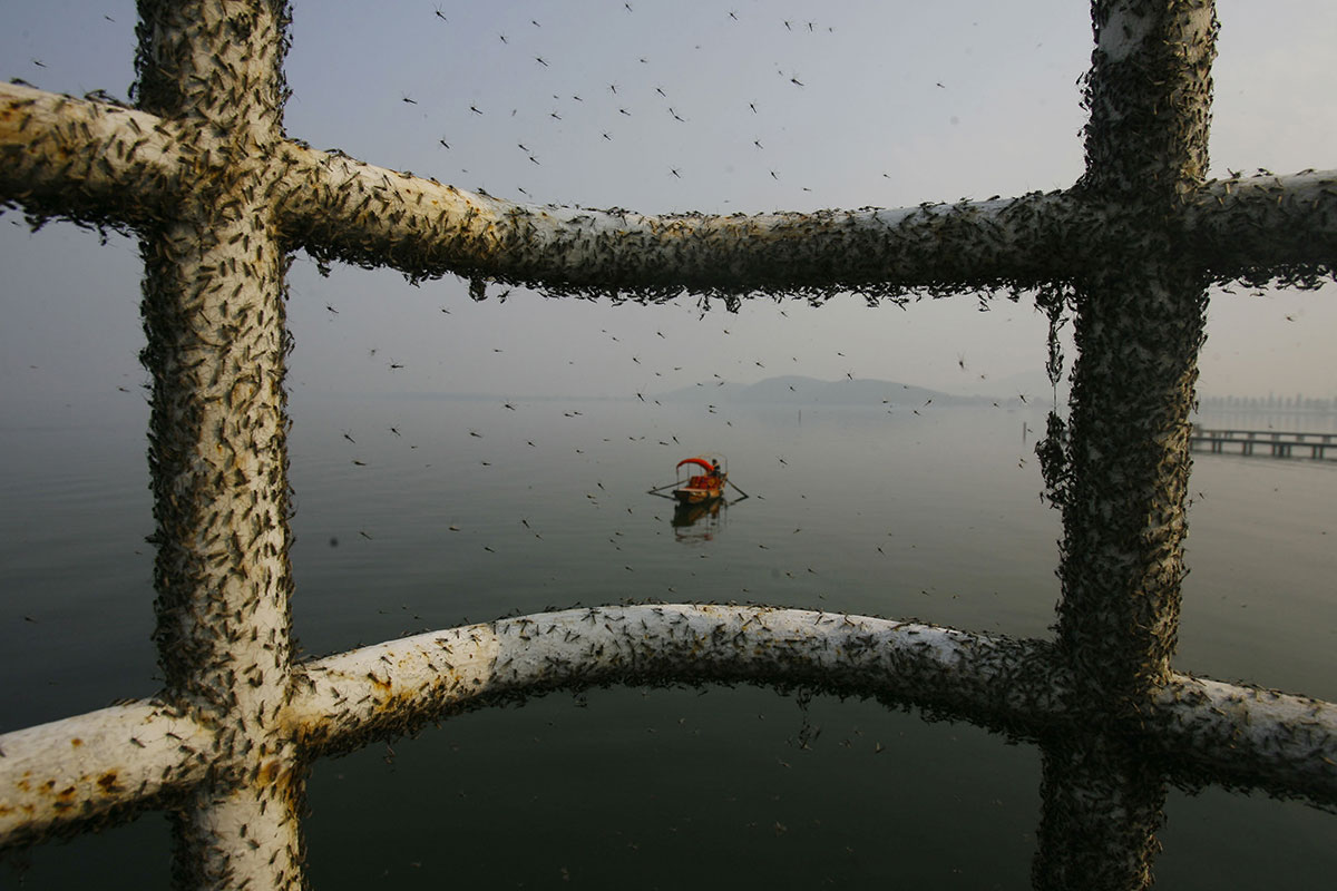 chine-pollution-mouche