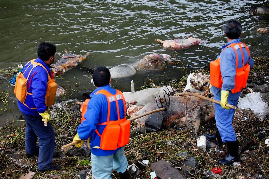 chine-pollution-porcs