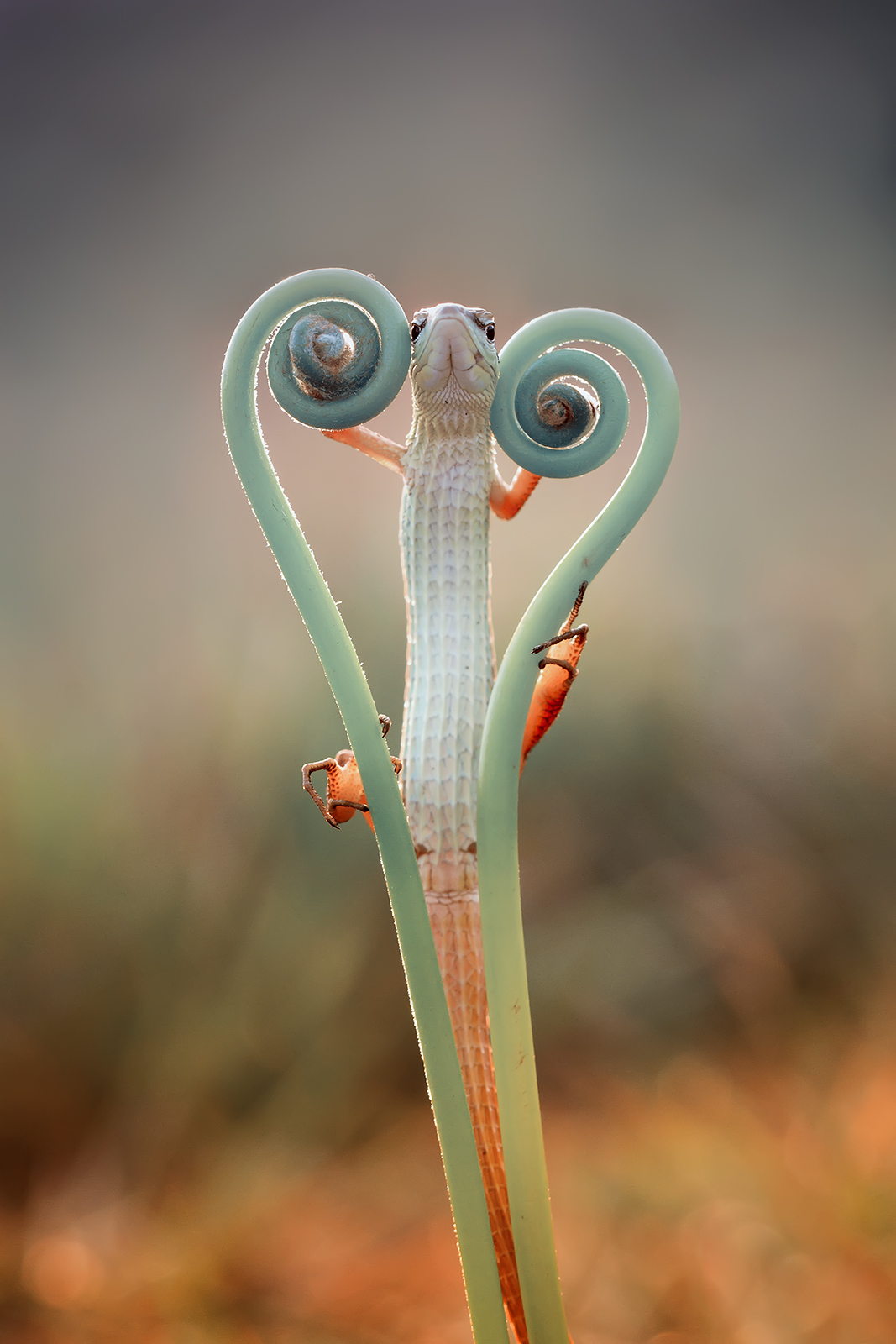 coeur