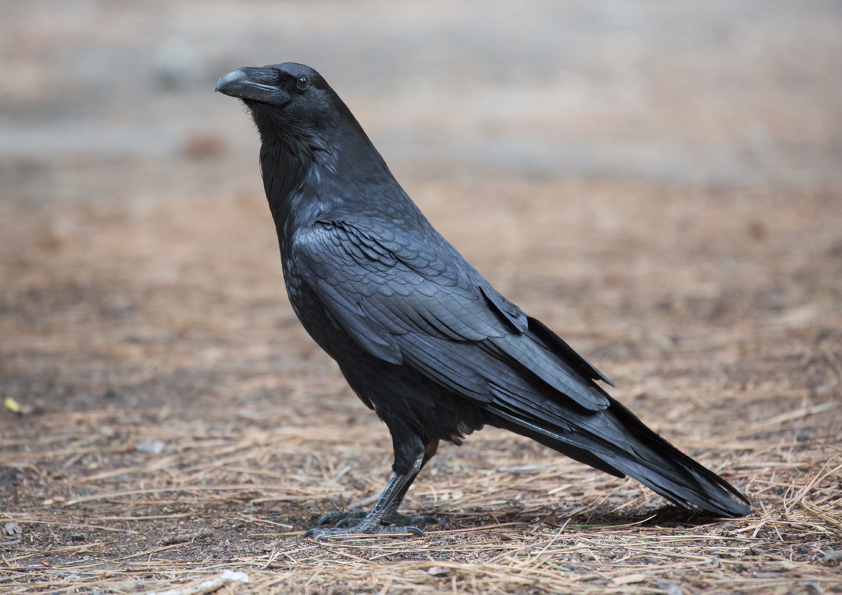 corbeau