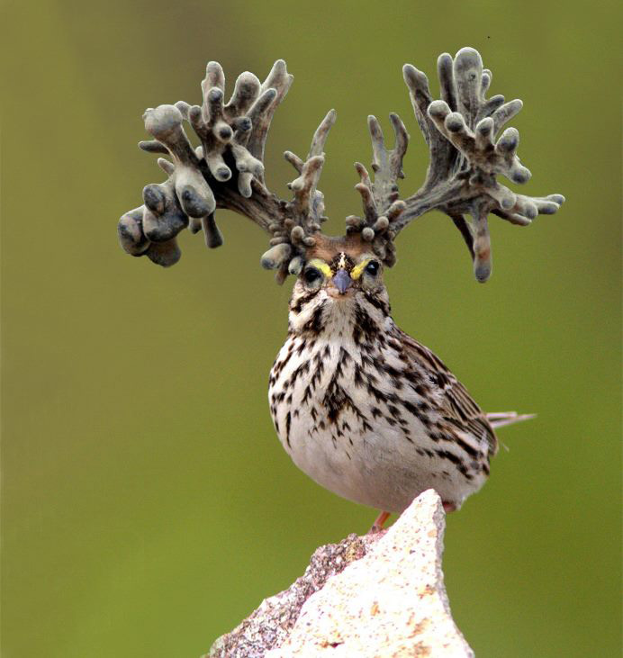daim-oiseau