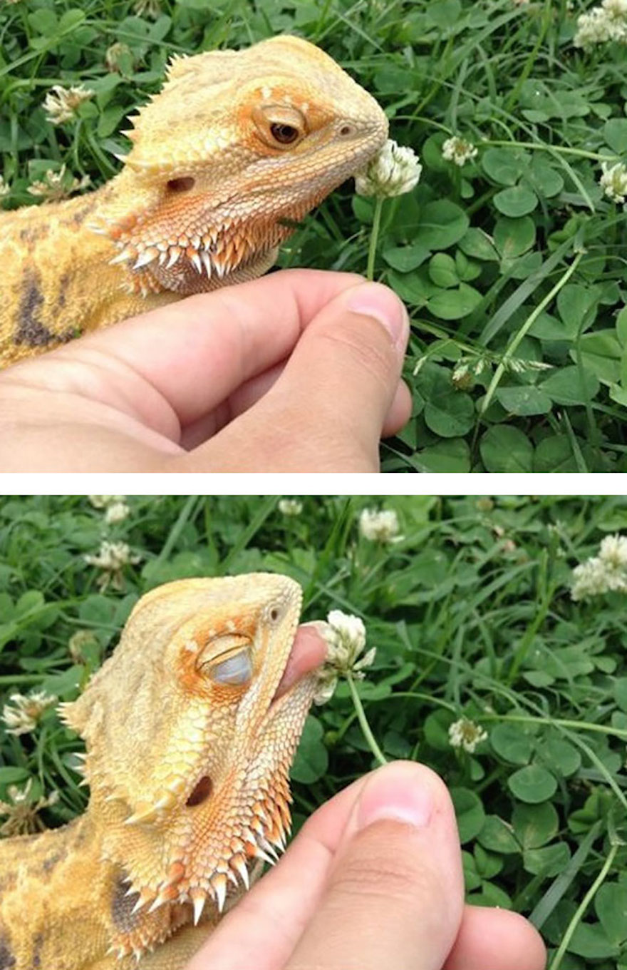 delicieux