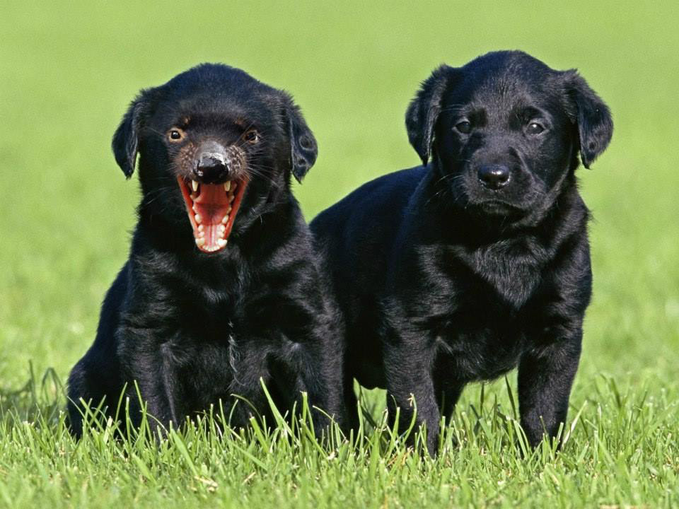 diable-tasmanie-chien