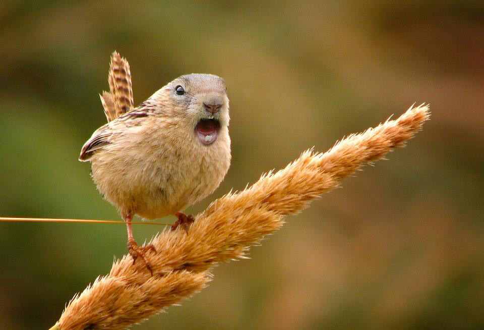 ecurueil-moineau
