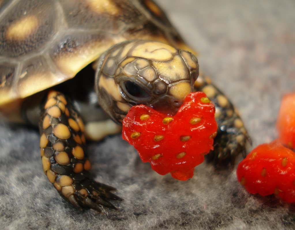fraise