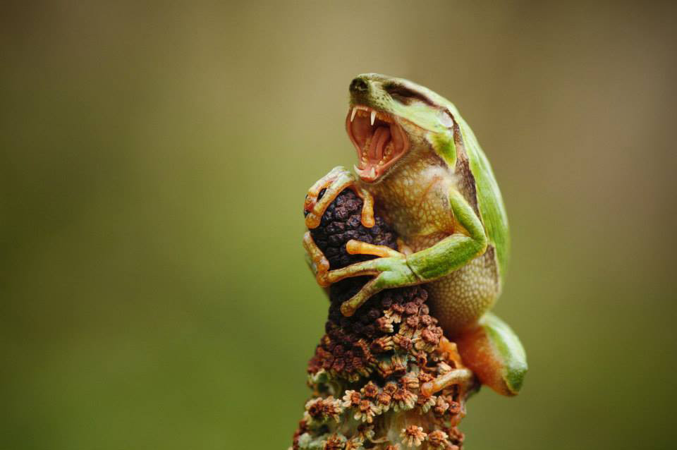 grenouille-suricate