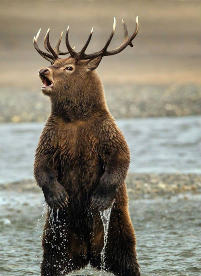 grizzly-cerf