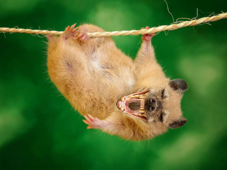 hamster-hyene