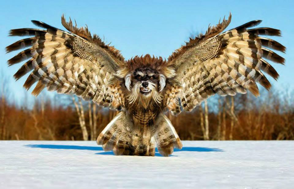hibou-chien