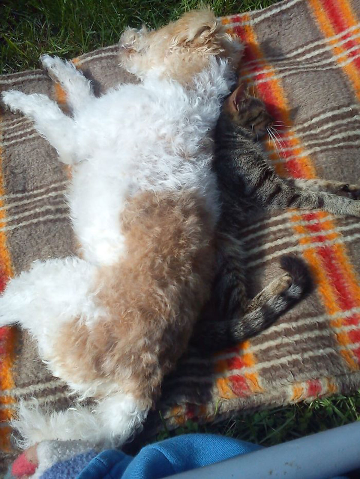 chat-chien-dos