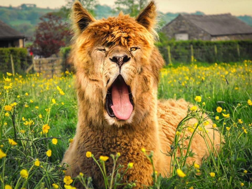 lama-lion