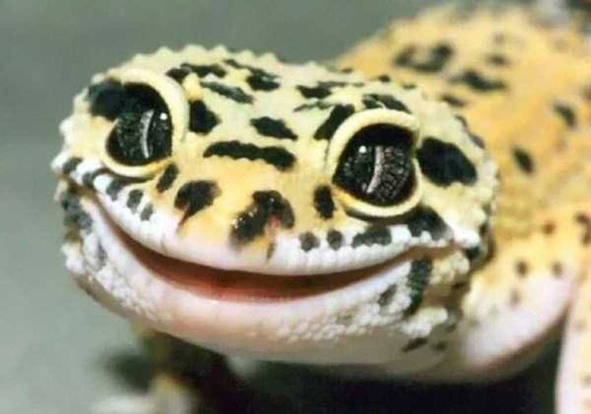 leopard