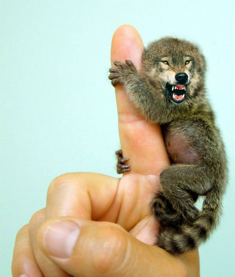 loup-singe