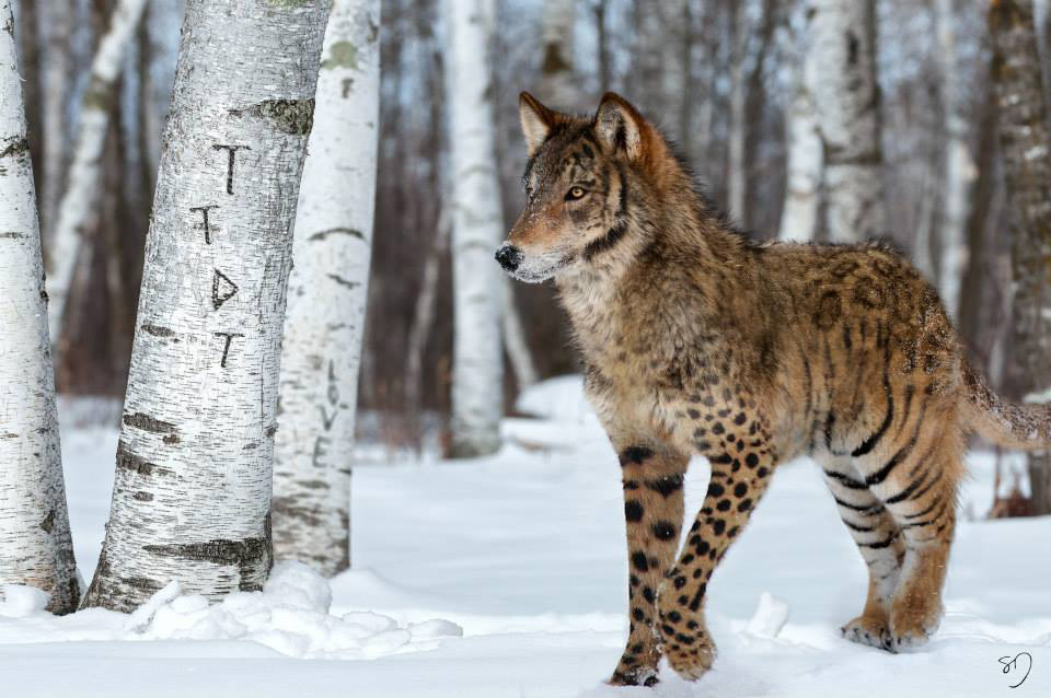 loup-tigre-guepard-leopard