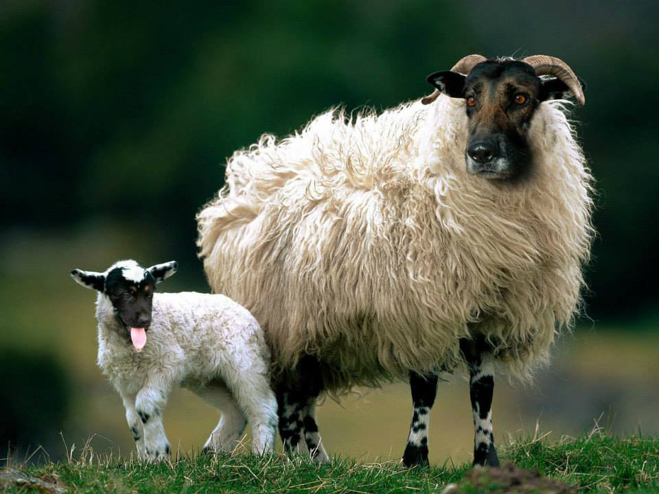 mouton-chien