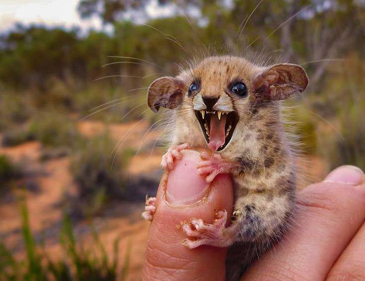 opossum-guepard