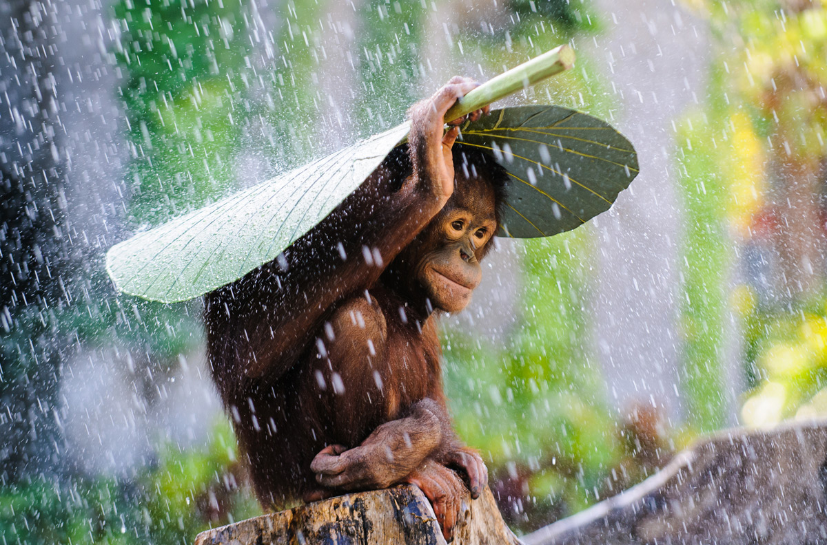 orang-outan