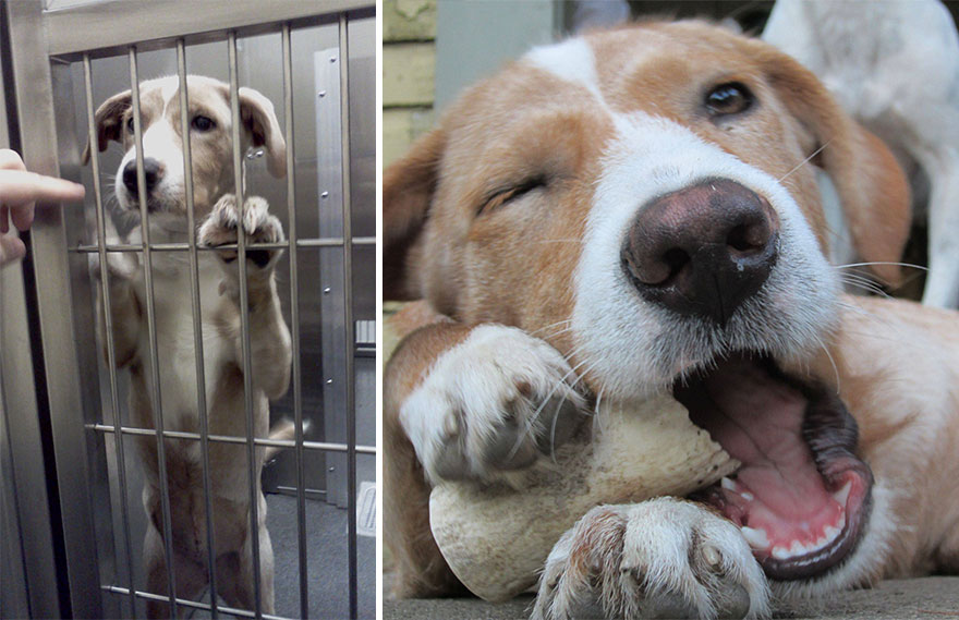 Adoption-Little-Guy