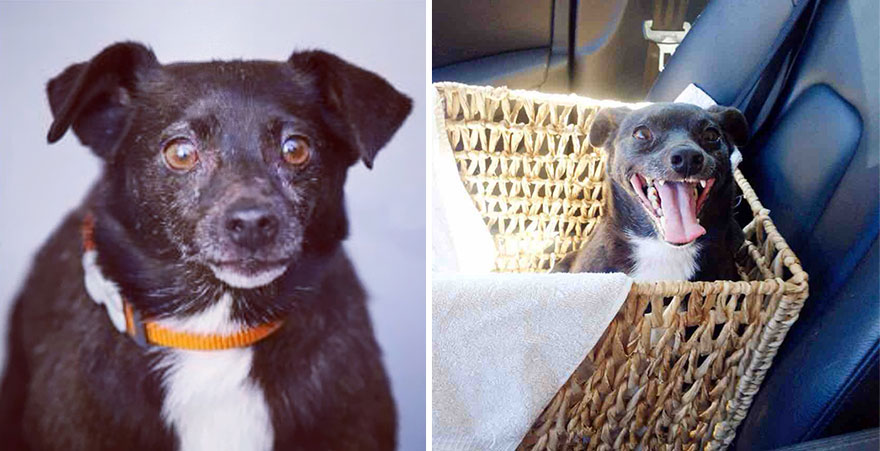 Adoption-Ned