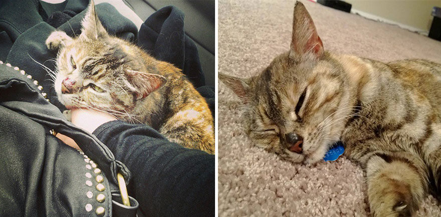 Adoption-Chat-tigré