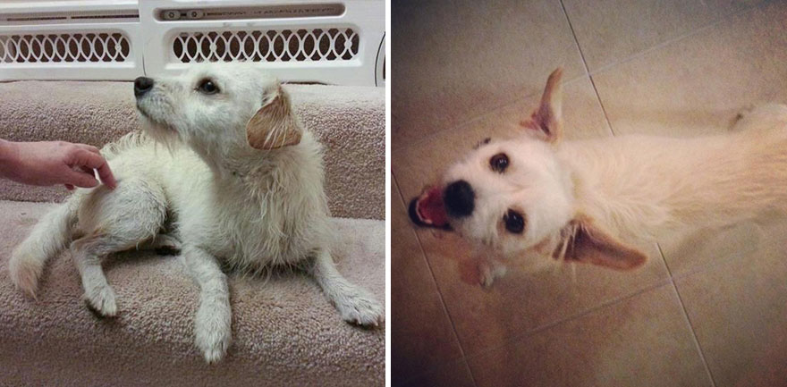 Adoption-Chex