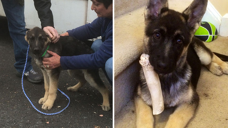 Adoption-Bandit