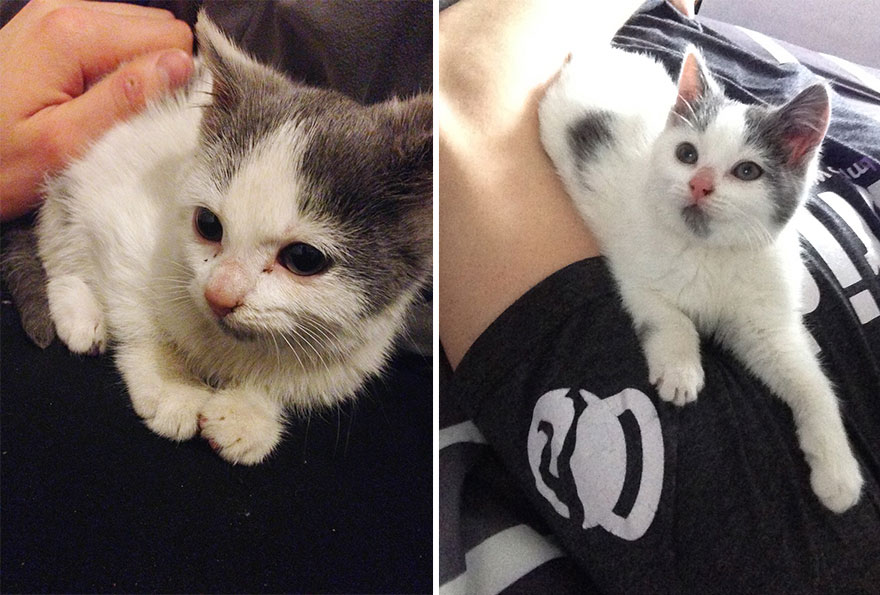 Adoption-Little-Stray