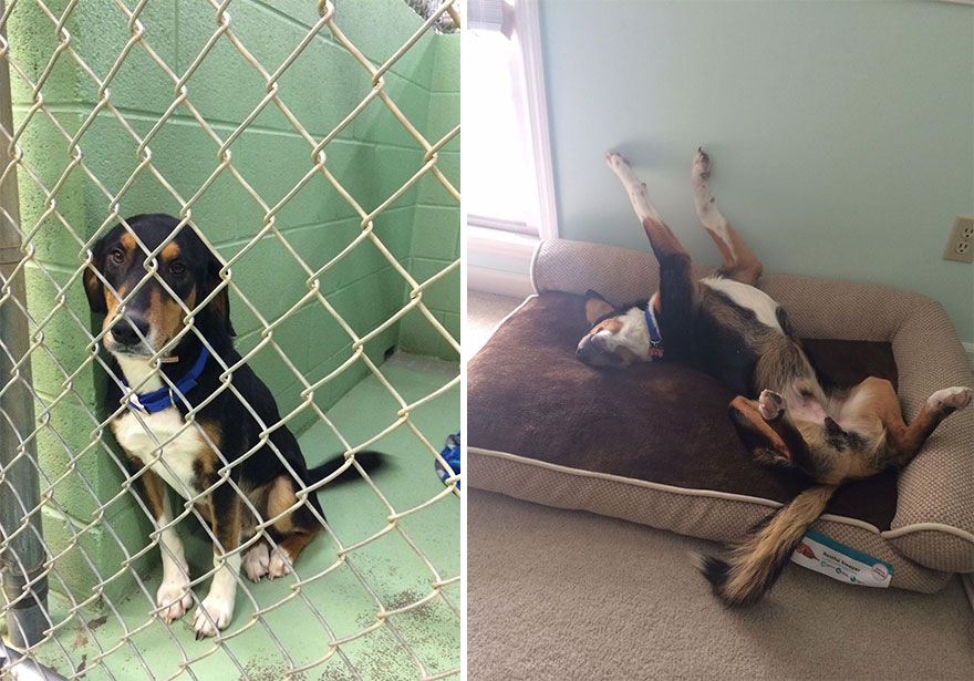 Adoption-Jackson