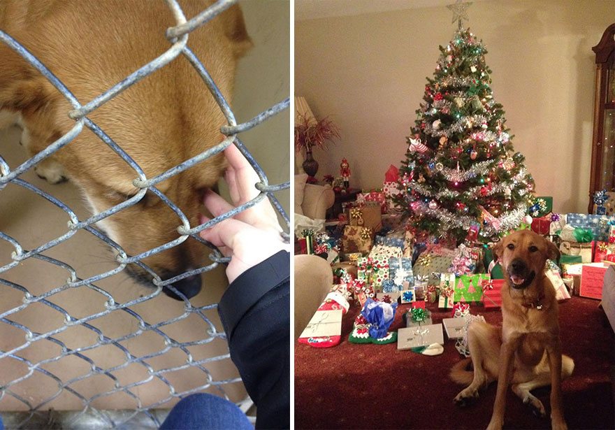 Adoption Amelia