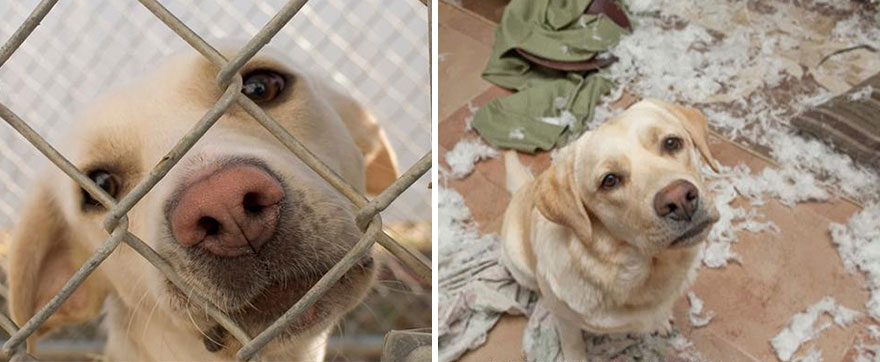 Adoption-Lucky