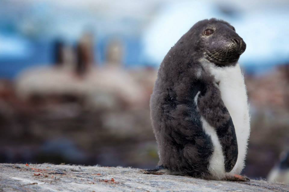 pingouin-phoque